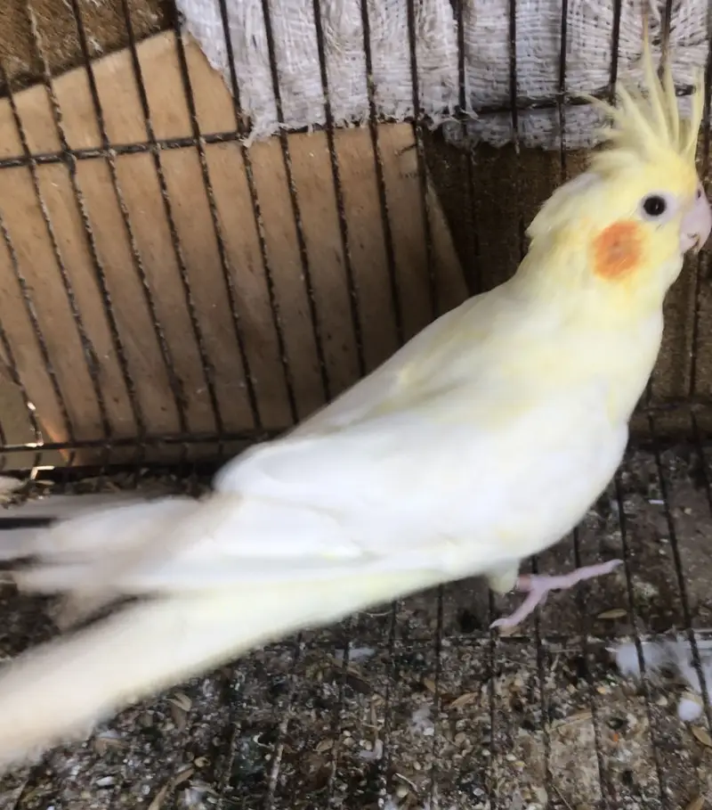 Cocktails breeder pair — photo 2