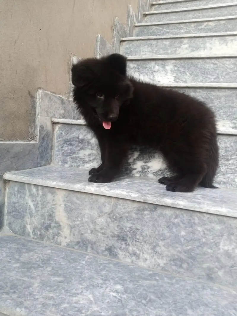 GSD puppies available
