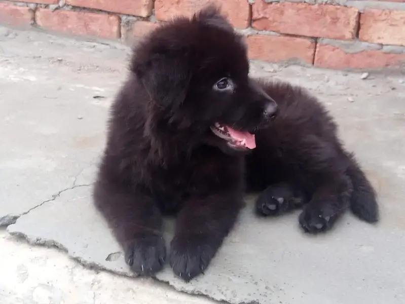 GSD puppies available — photo 2