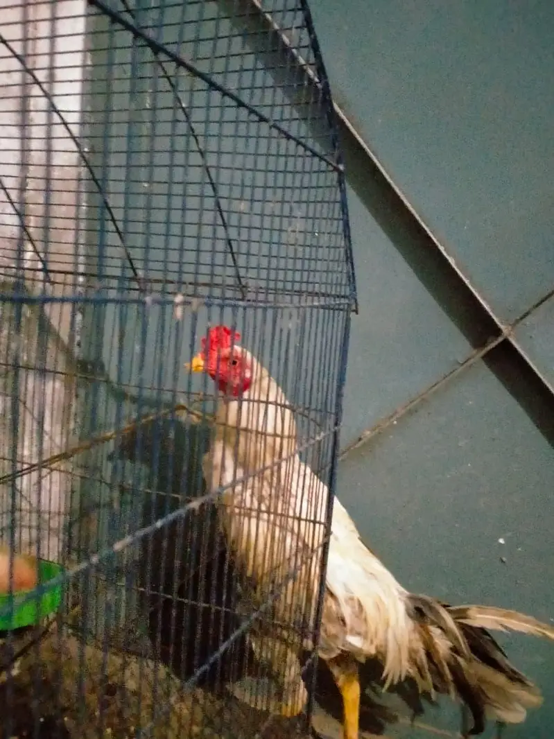aseel pair — photo 5