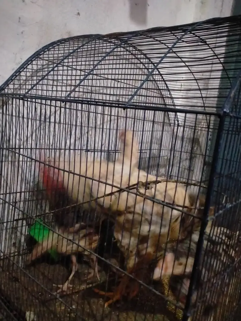 aseel pair — photo 12