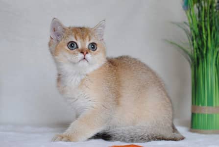 Ny11 British Short Hair Female Available