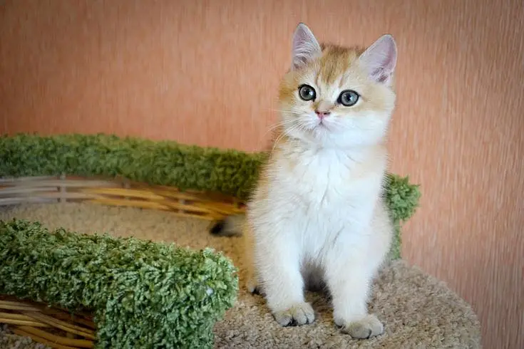Ny11 British Short Hair Female Available — photo 2
