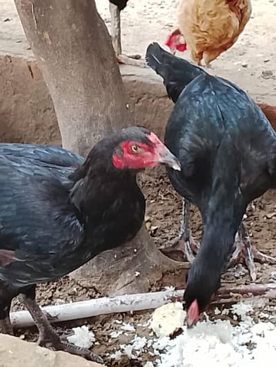 Two Aserl hens perfect condition