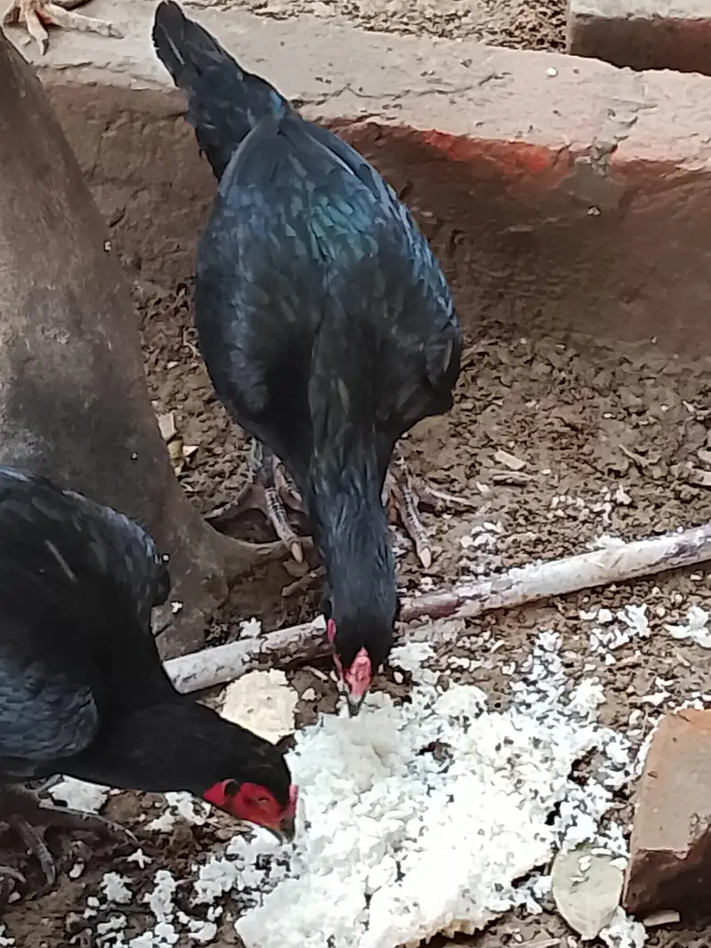 Two Aserl hens perfect condition — photo 2