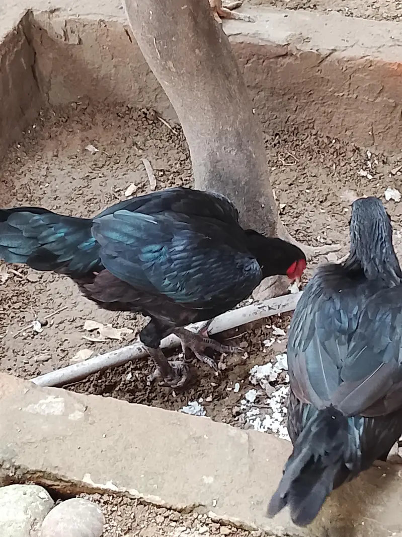 Two Aserl hens perfect condition — photo 3