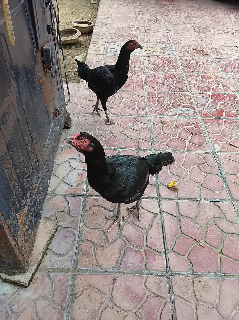 Two Aserl hens perfect condition — photo 4