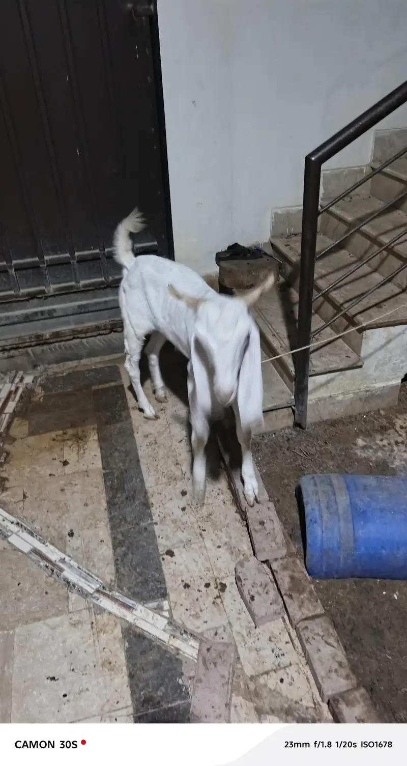 golabi got 13 month — photo 2