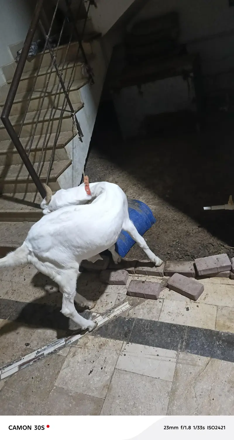 golabi got 13 month — photo 3