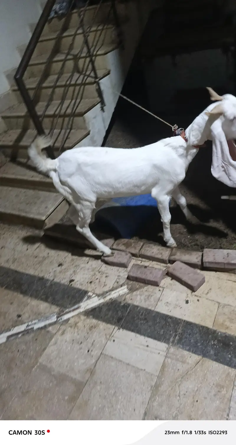 golabi got 13 month — photo 4
