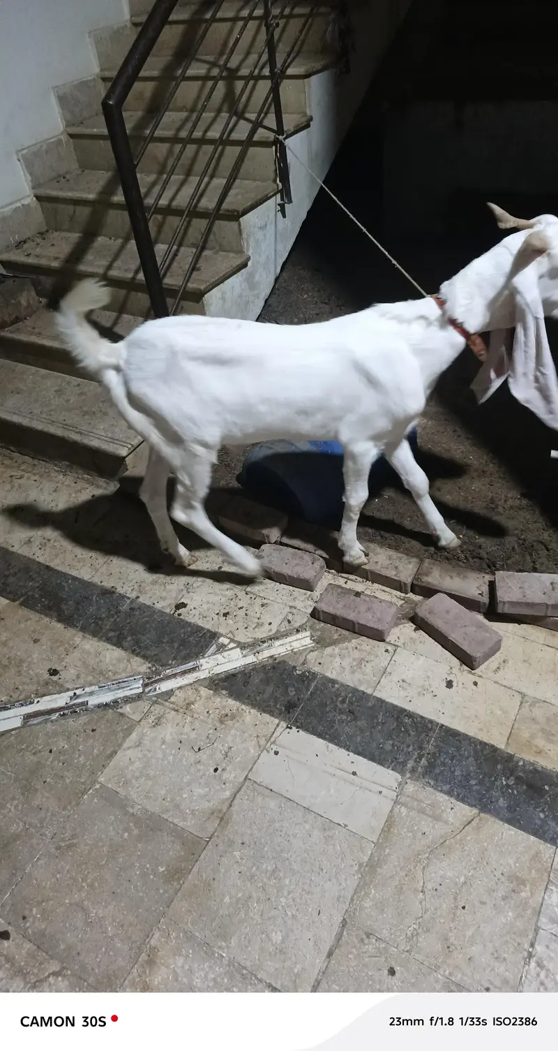 golabi got 13 month — photo 5