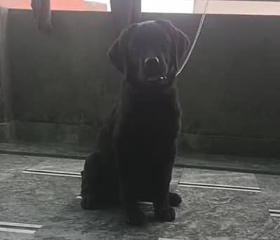 Labrador female