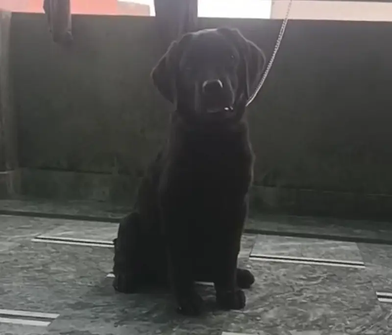Labrador female