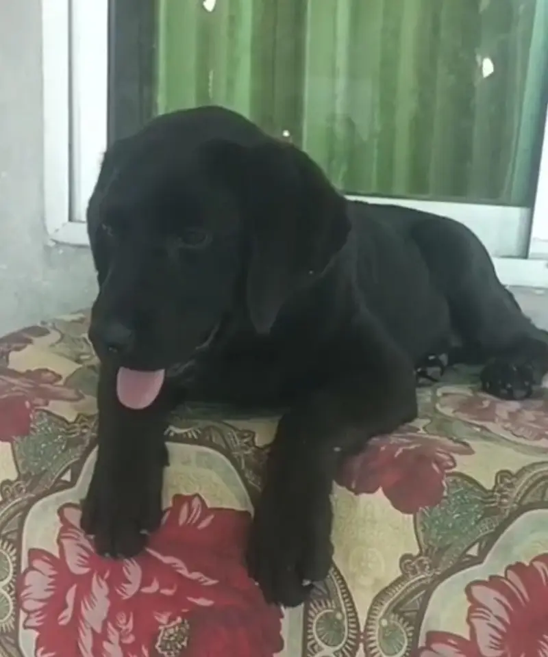 Labrador female — photo 3