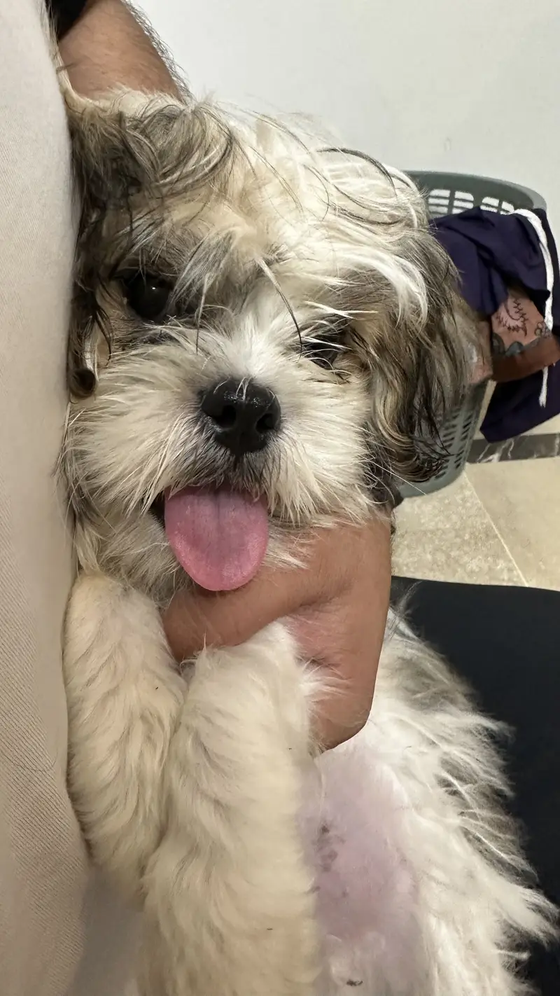 Shitzu 6 months baby — photo 3