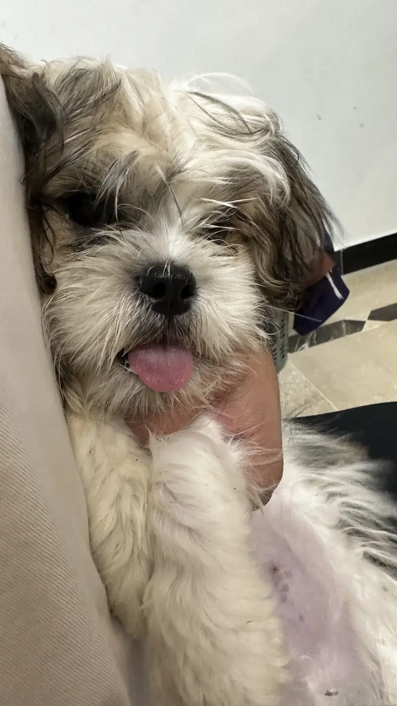Shitzu 6 months baby — photo 4
