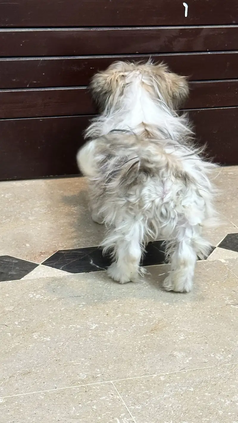 Shitzu 6 months baby — photo 5