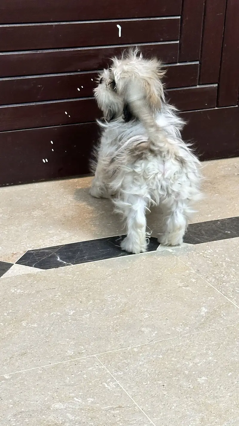 Shitzu 6 months baby — photo 6