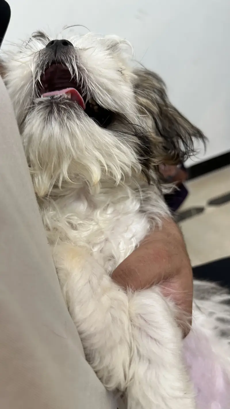 Shitzu 6 months baby — photo 7