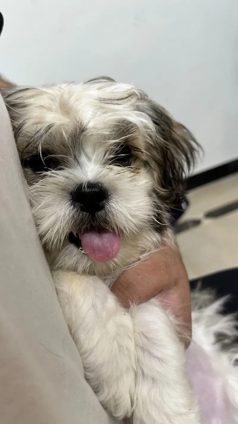 Shitzu 6 months baby — photo 8