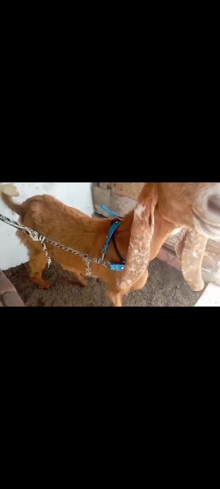 ak 4 manth ka ha Jo andar ha Jo Bhar ha wo 3 manth ka