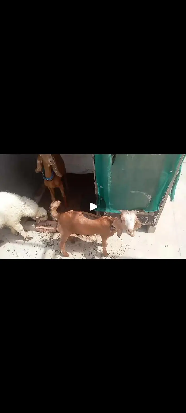 ak 4 manth ka ha Jo andar ha Jo Bhar ha wo 3 manth ka — photo 3