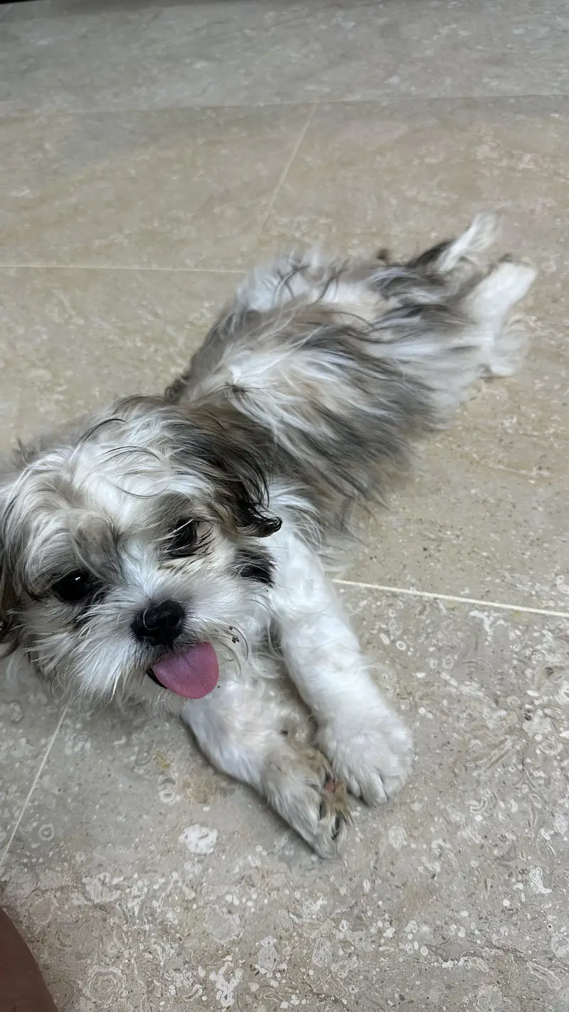 Shitzu 6 months baby — photo 9