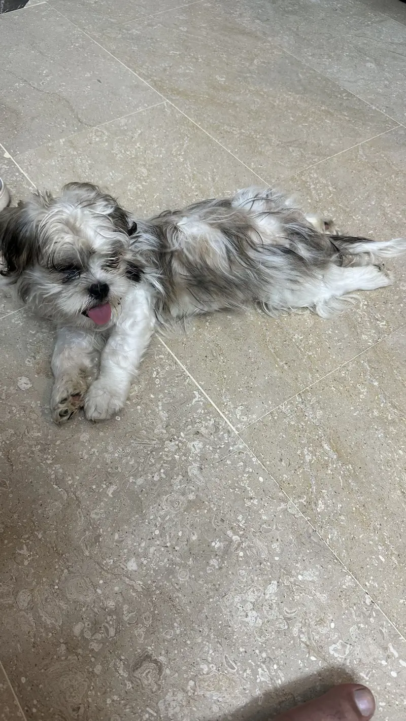 Shitzu 6 months baby — photo 10