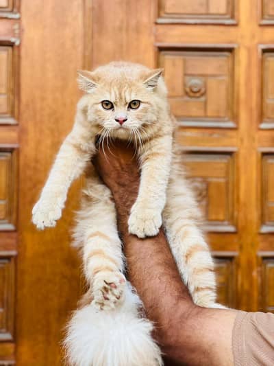 Persian punch face triple coated cat's and kitten's
