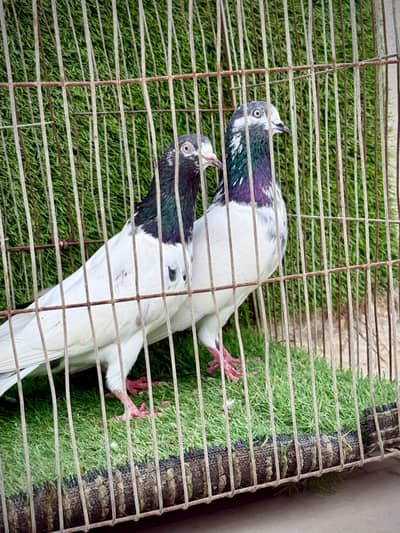 Ali wala pair