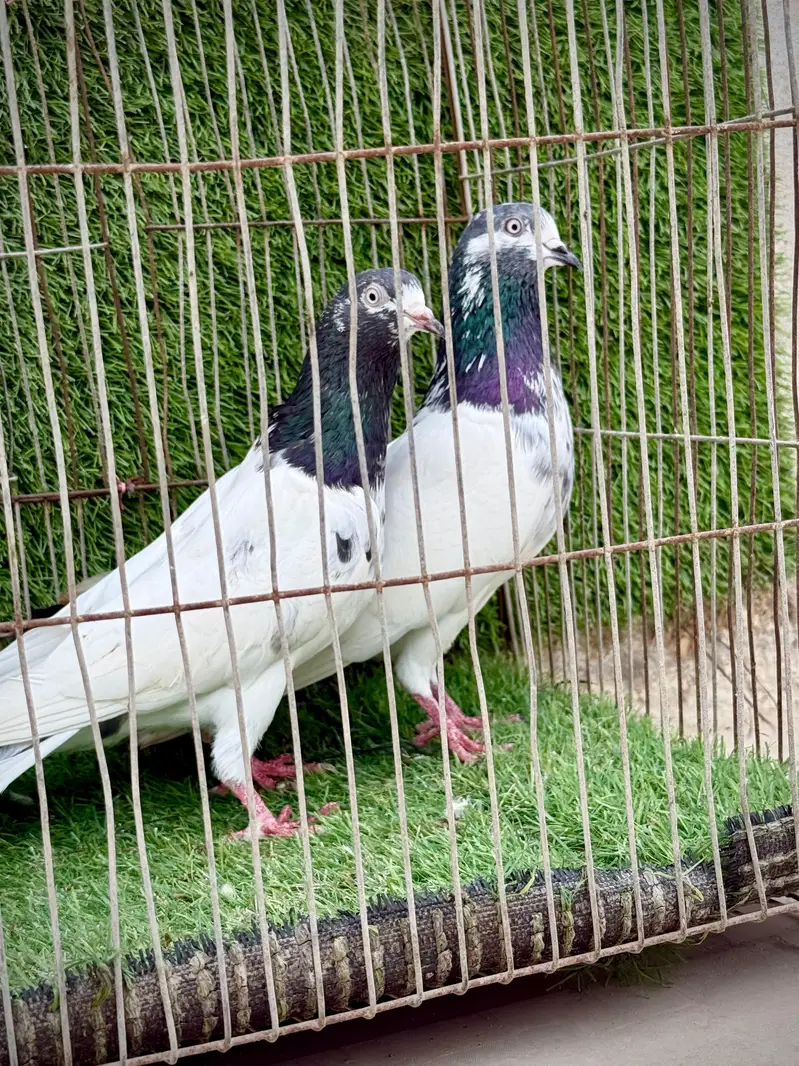 Ali wala pair