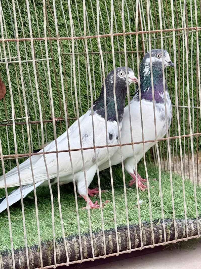 Ali wala pair — photo 2