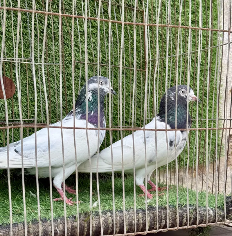 Ali wala pair — photo 3