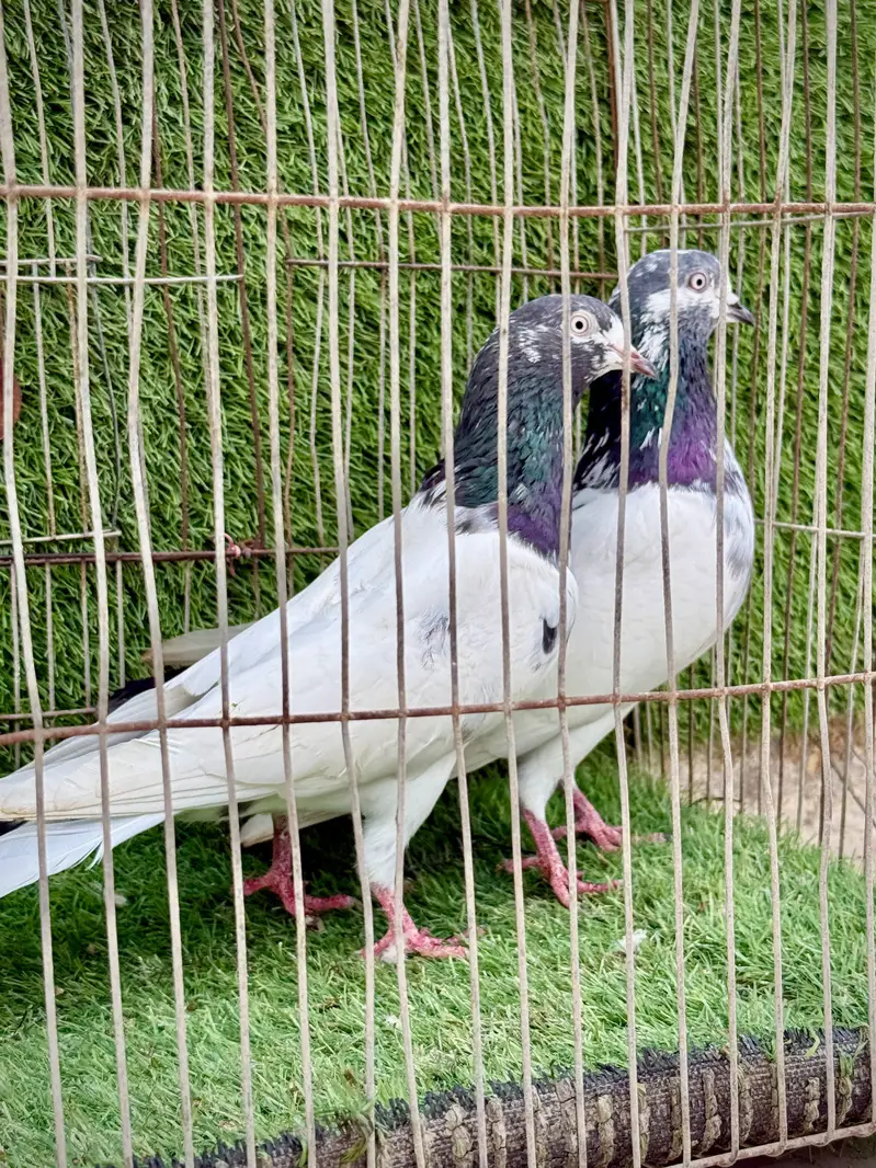 Ali wala pair — photo 4