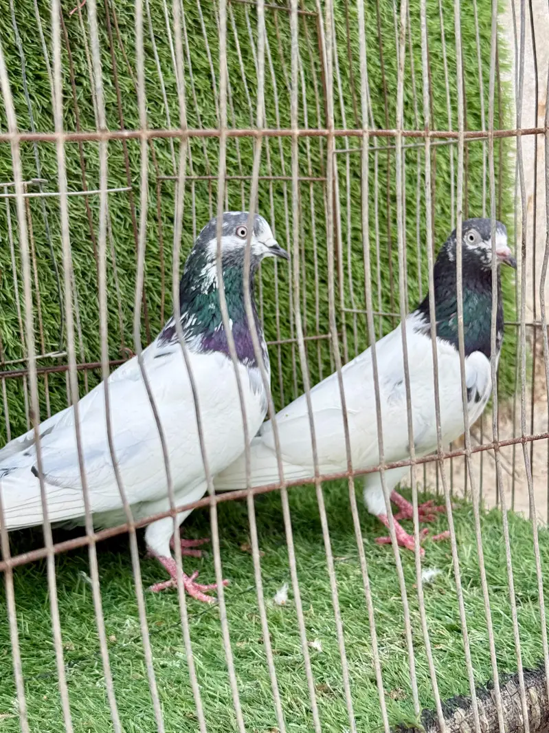 Ali wala pair — photo 5