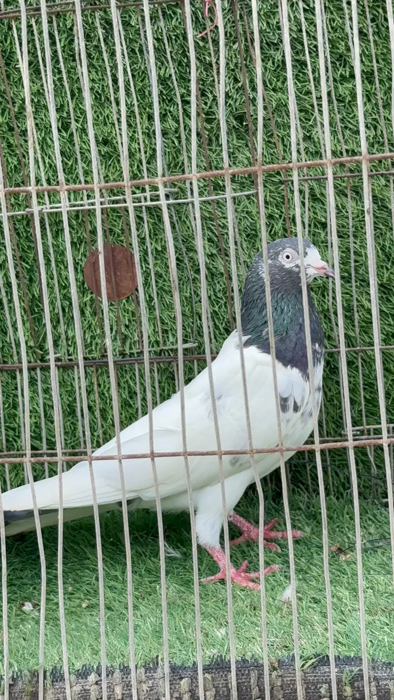 Ali wala pair — photo 6
