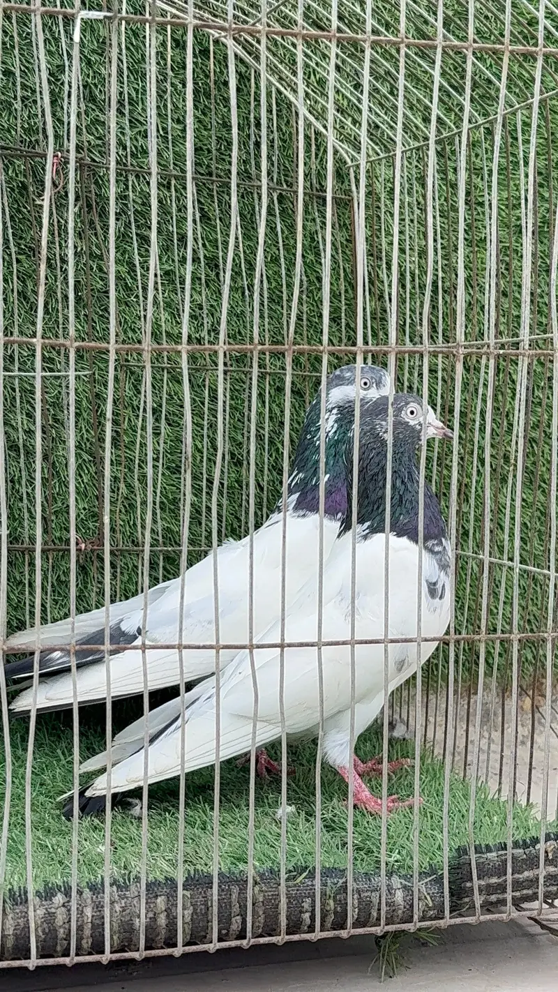 Ali wala pair — photo 7