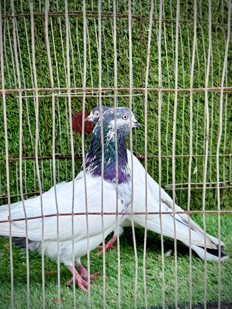 Ali wala pair — photo 8