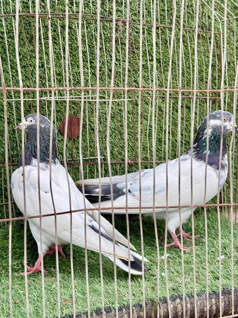 Ali wala pair — photo 9