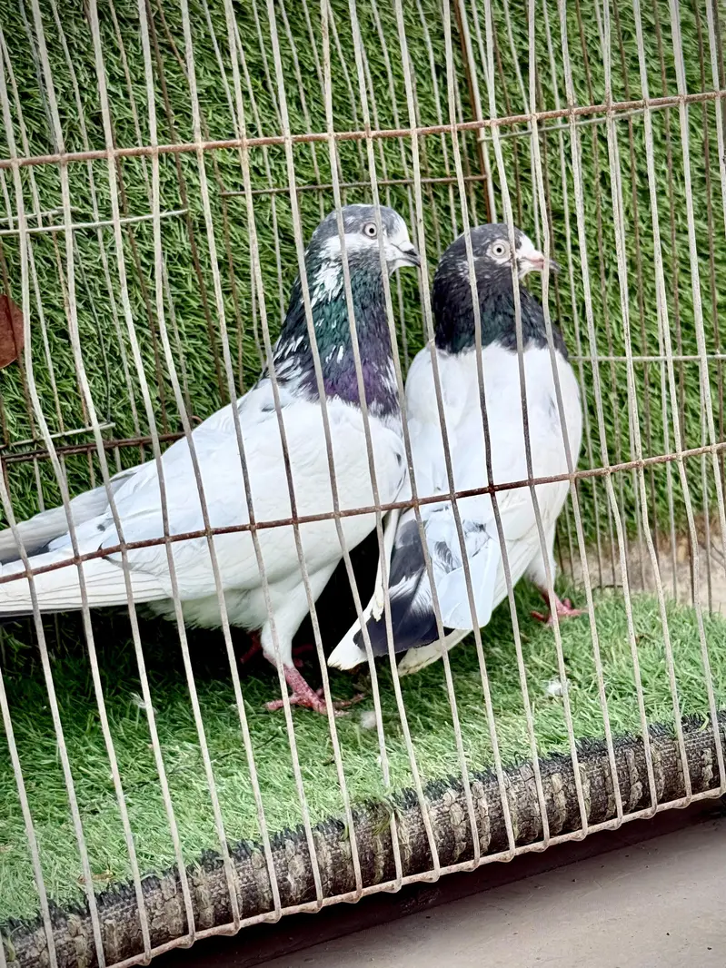 Ali wala pair — photo 10