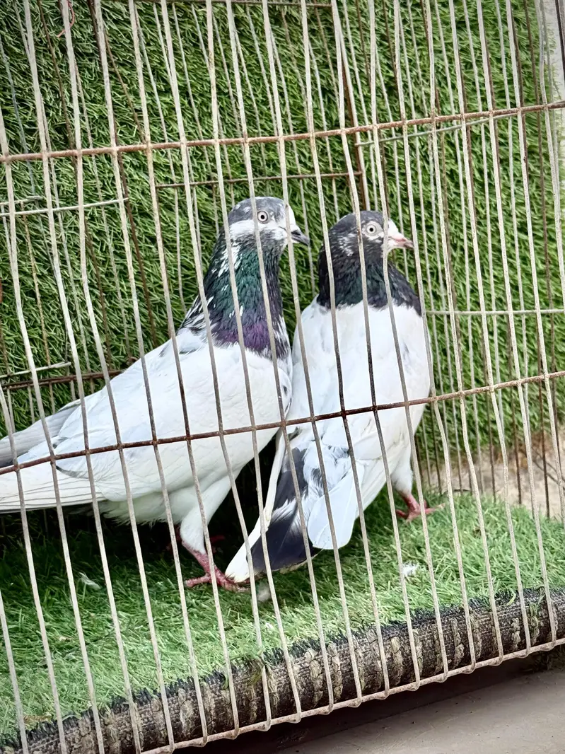 Ali wala pair — photo 12