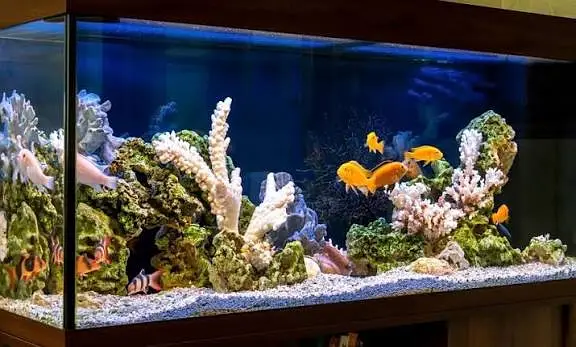 Fish aquarium Munasib price par 03268301979 — photo 3