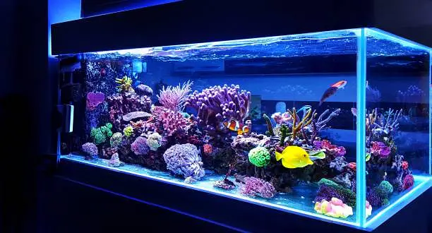 Fish aquarium Munasib price par 03268301979 — photo 8