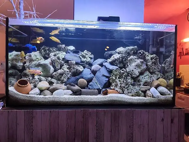 Fish aquarium Munasib price par 03268301979 — photo 10