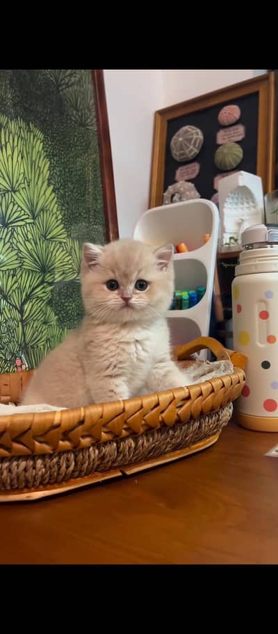 home delivery Parshion punch face kittens