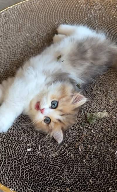 home delivery Parshion punch face kittens