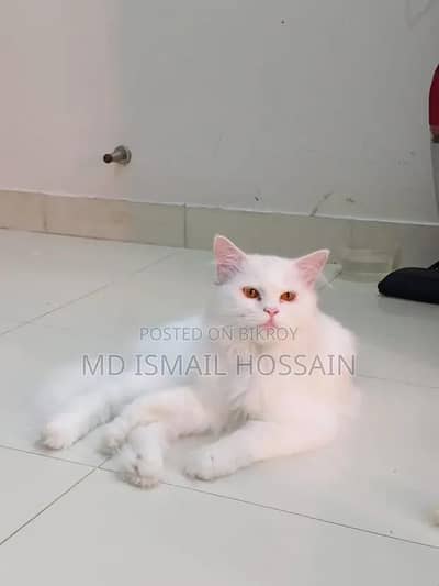 beautiful health and train Persian cat female
