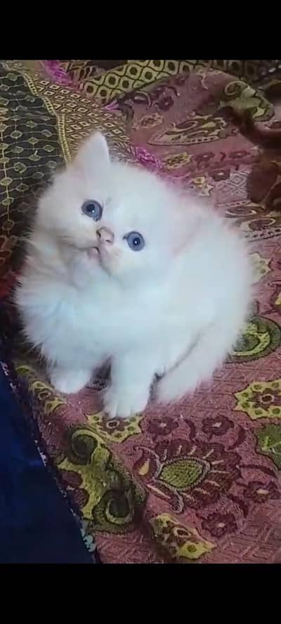 Cute blue eye's kitten available for sale