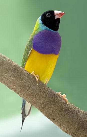 Gouldian Finch All colors available.