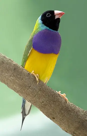 Gouldian Finch All colors available.